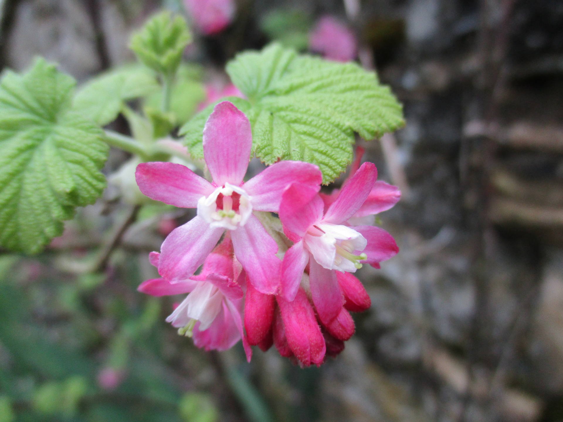 arbuste à petite feuille et fleur rose et blanche en grappe