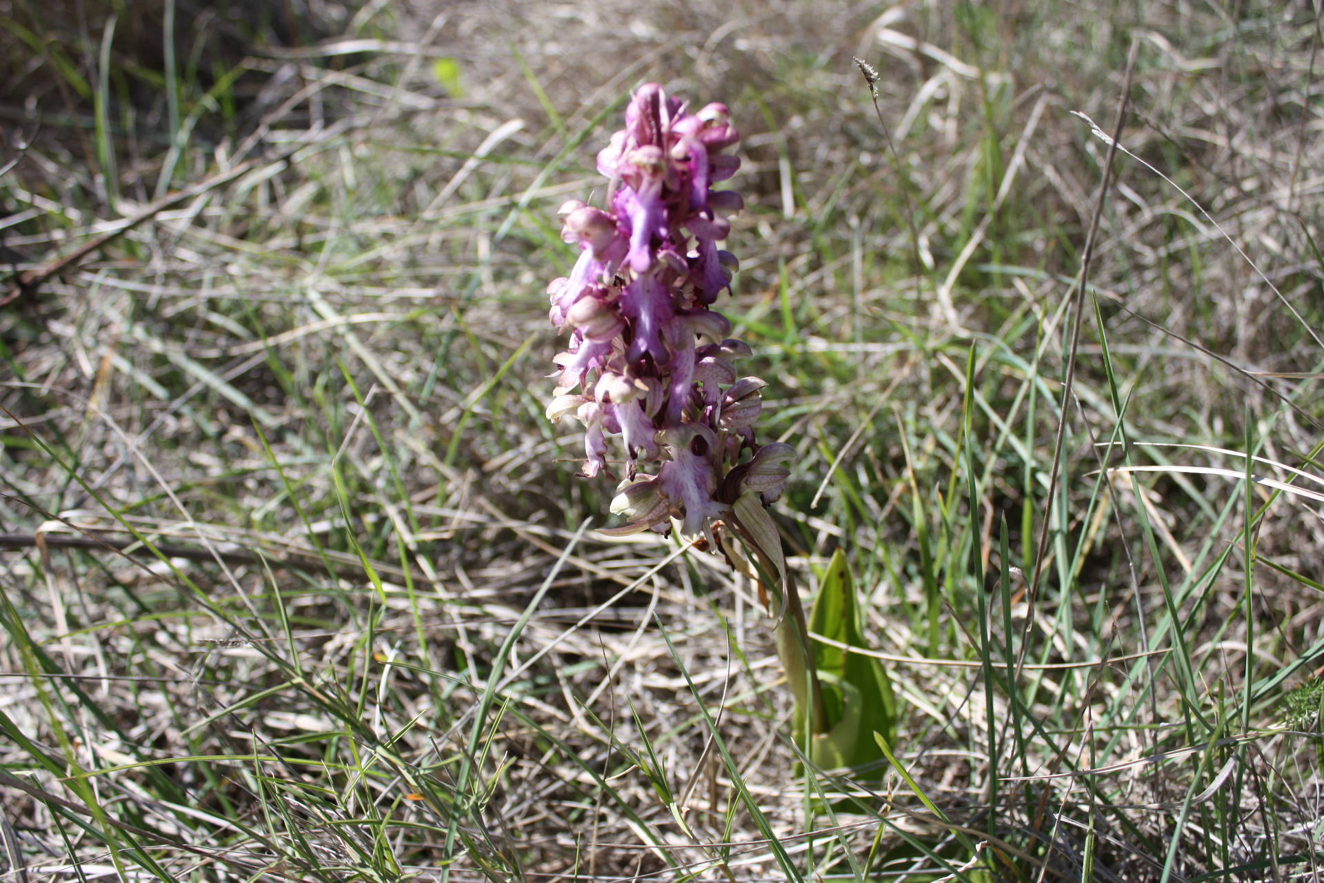 Orchidée sauvage