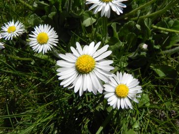 bellis perennis vue de près