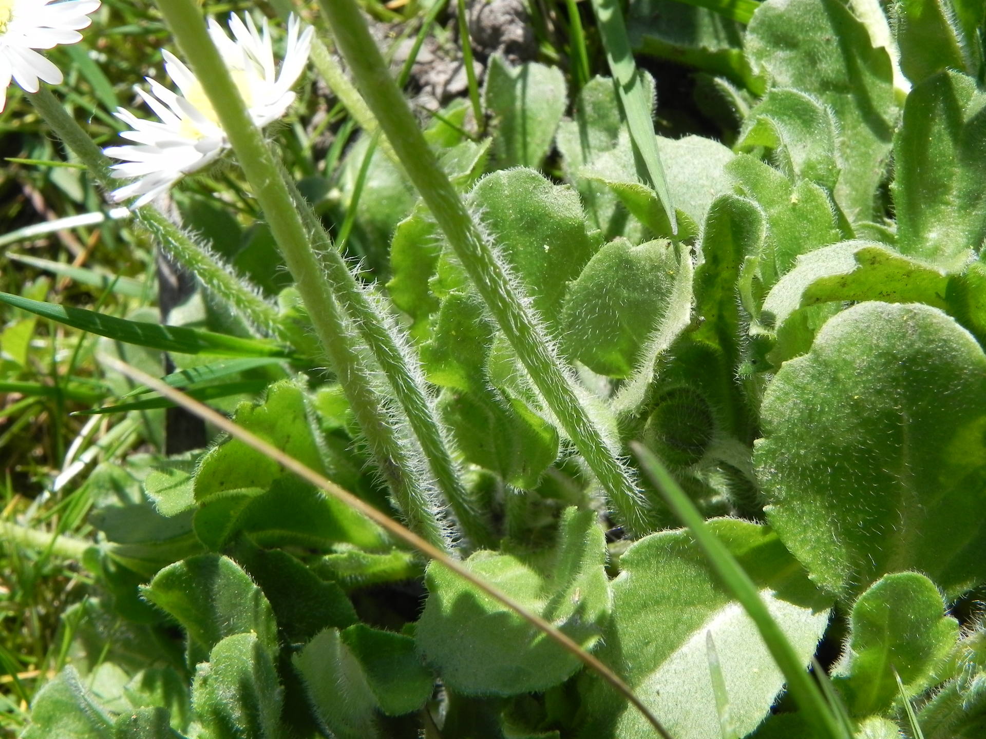 bellis perenis en touffe de mon jardin