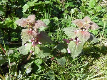 deux beaux lamium purpureum de mon jardin