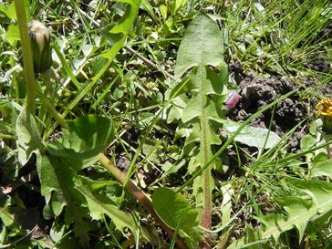 feuilles de pissenlit