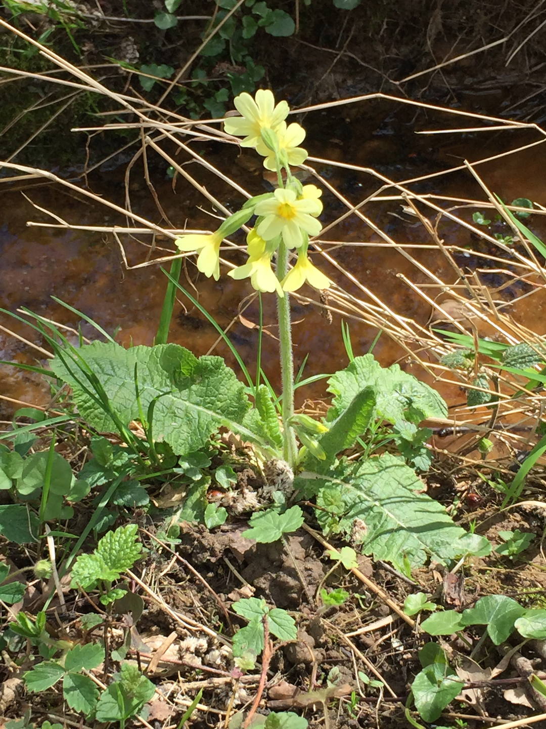 petit fleur jaune printanière