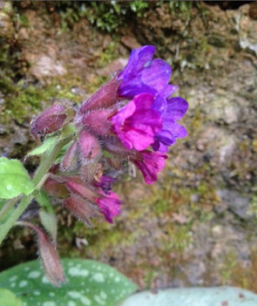 Inflorescences pulmo