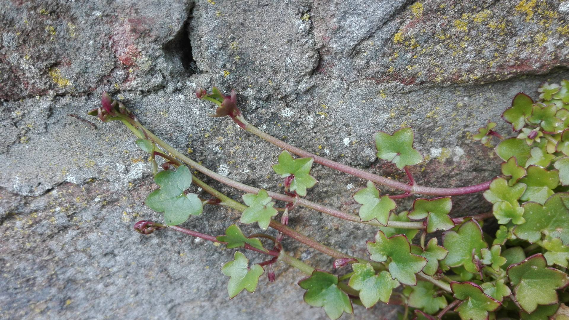 Ruine-de-Rome Plante