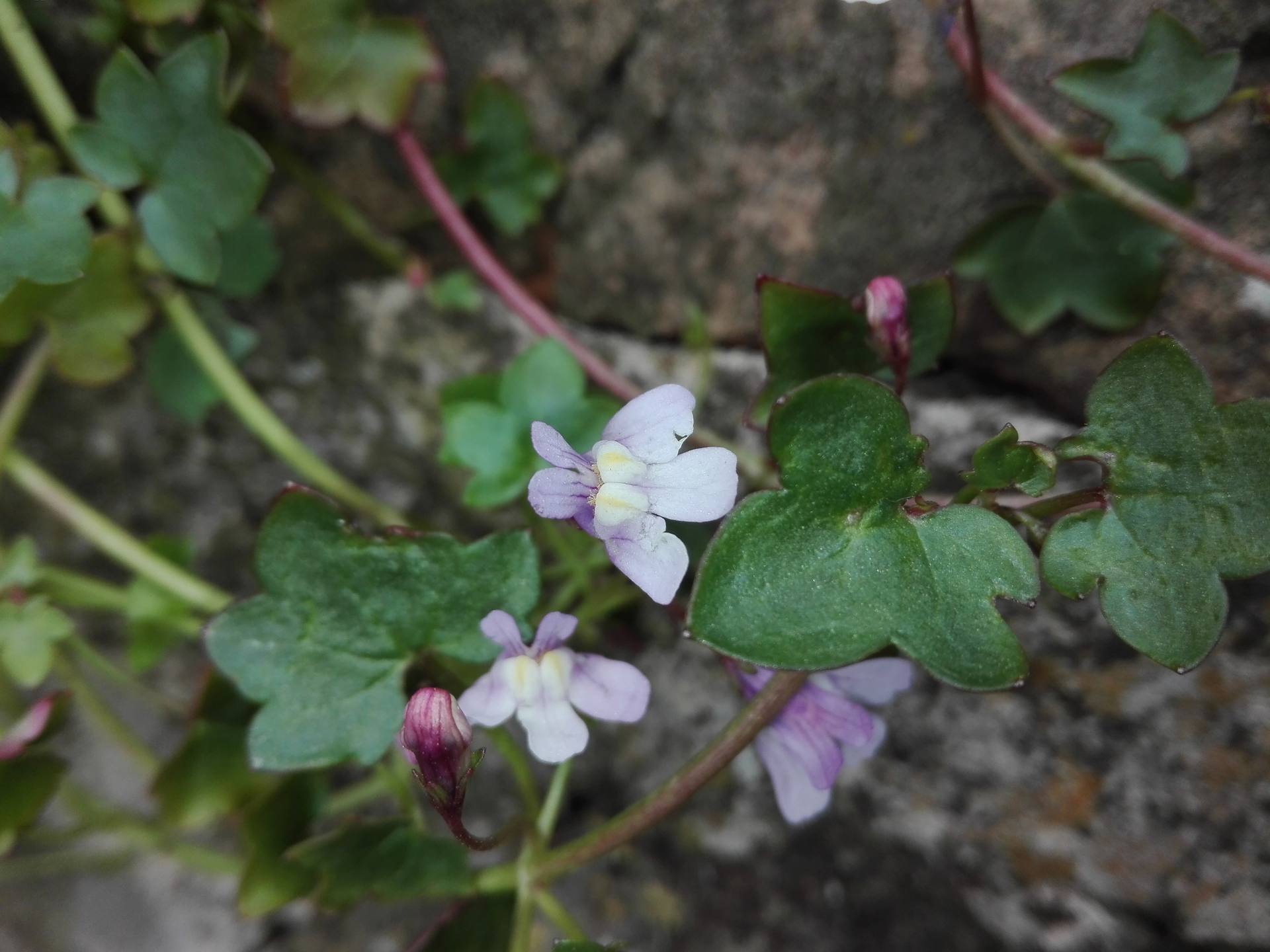 Ruine-de-Rome Plante