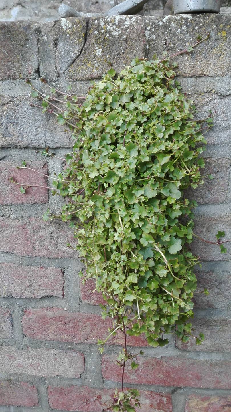 Ruine-de-Rome Plante