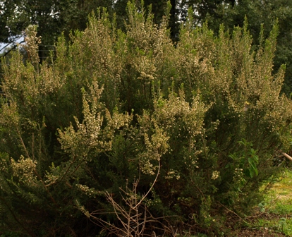jeune bruyère arborescente