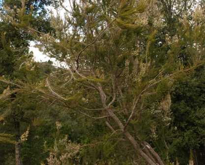 Bruyère de plus de cinq ans