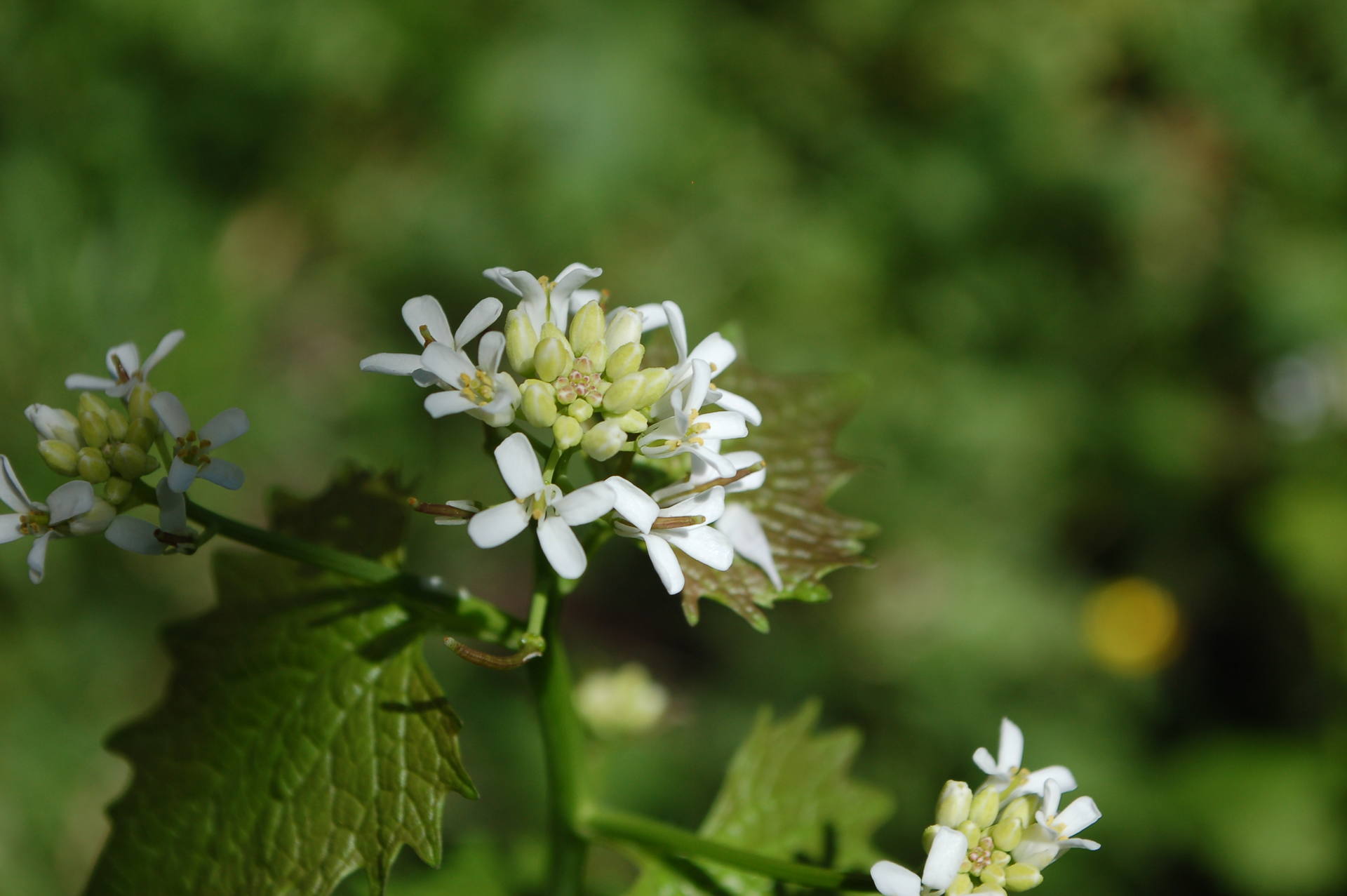fleurs d'alliaire officinale
