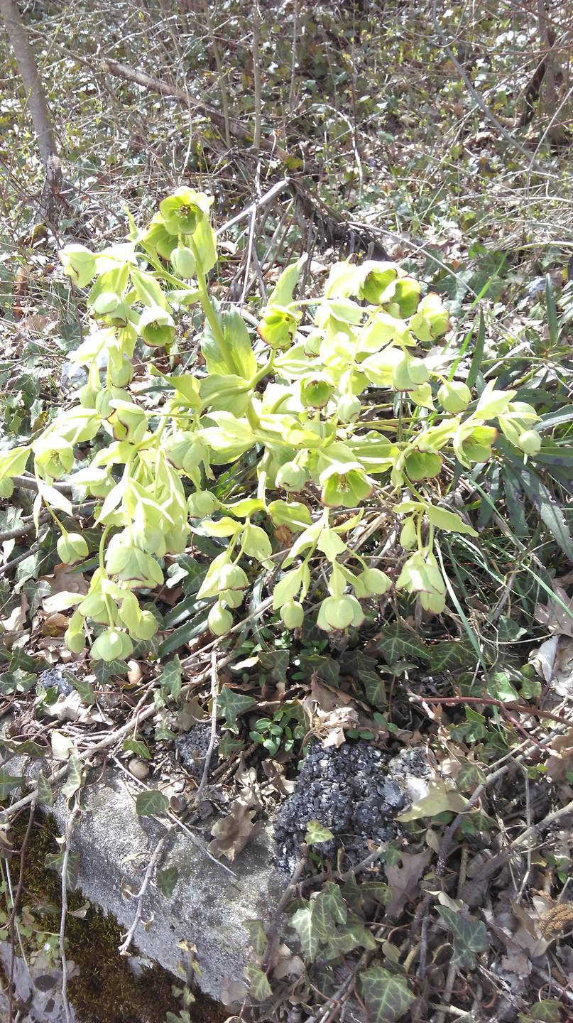 Plante dont je ne connais pas le nom, mais qui pousse sur un rocher à priori