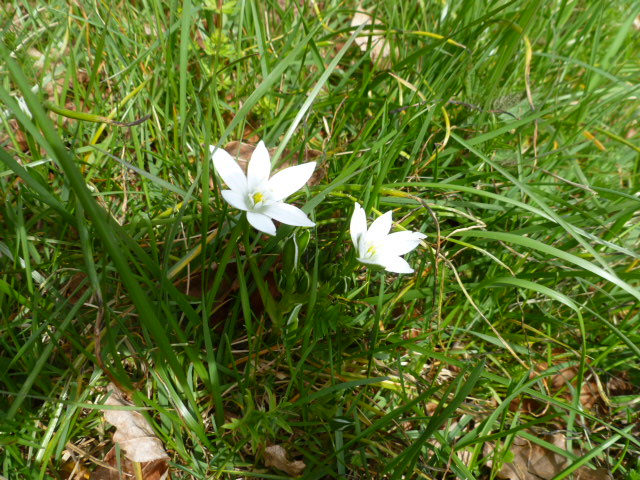 Ornithogale vue globale