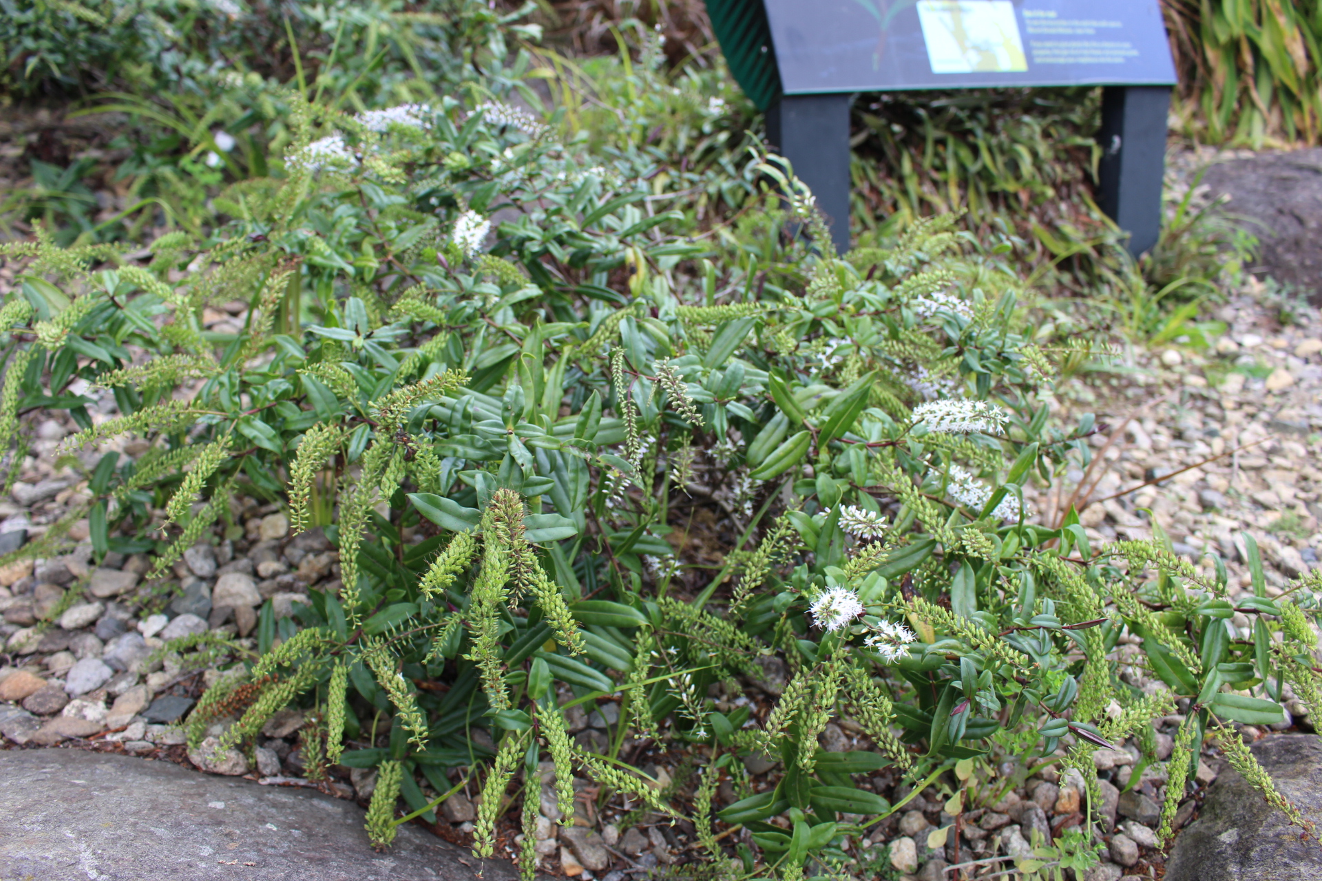 ensemble de la plante petites fleurs blanches en epi