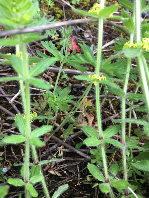 fleur jaune a étages tige poilue