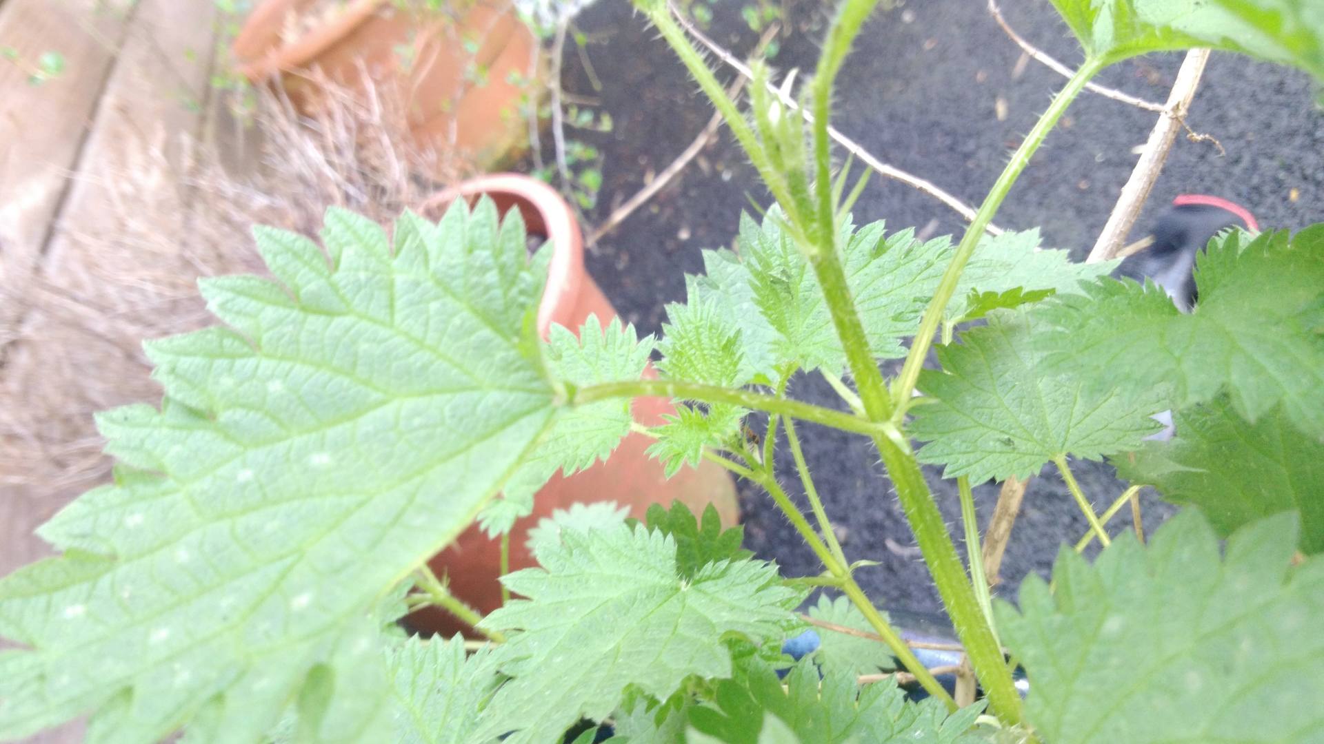 Gros plan sur la feuille d'ortie