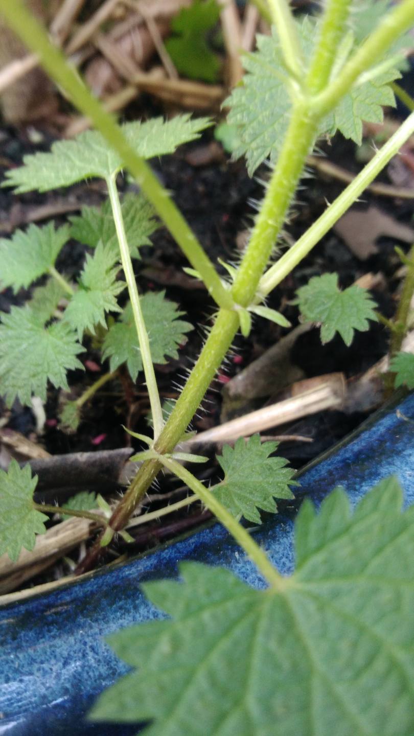 Gros plan sur la tige  d'ortie urticante