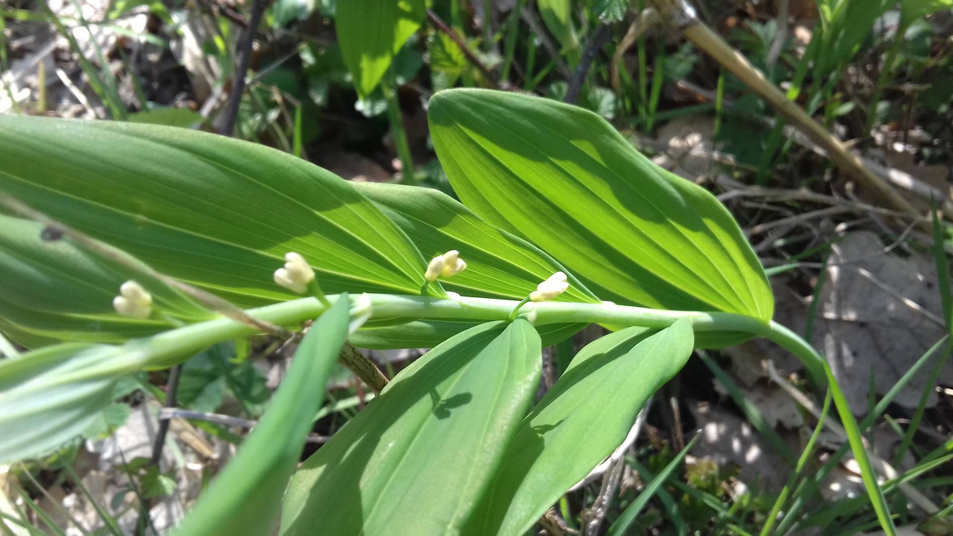 sceau de salomon fleur