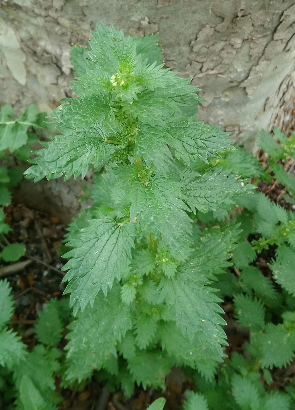 Ortie plante entière