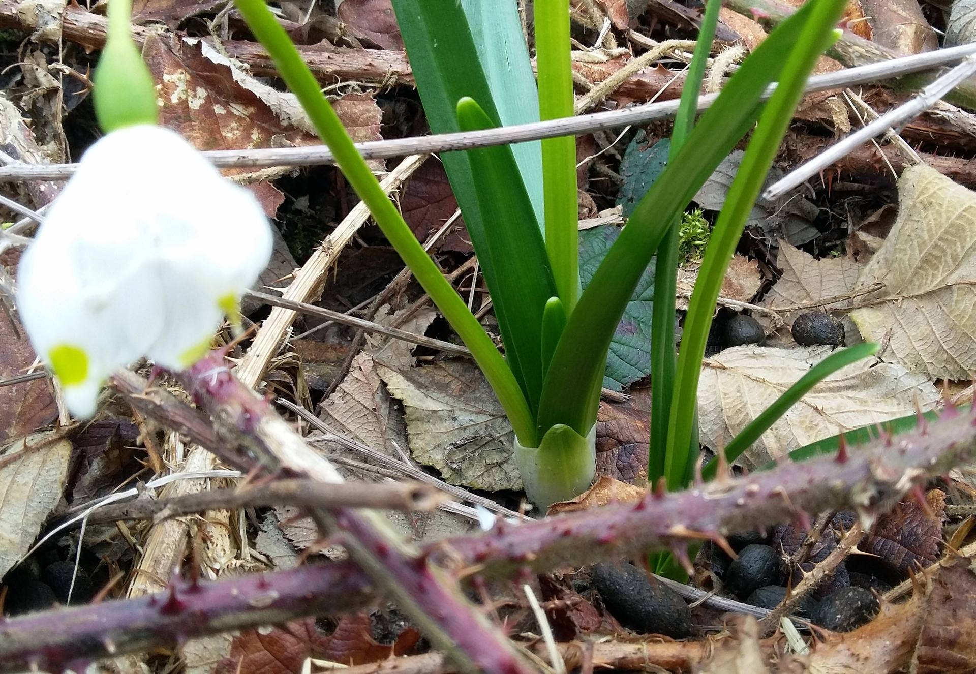 premiers signes d'un printemps si long à venir !