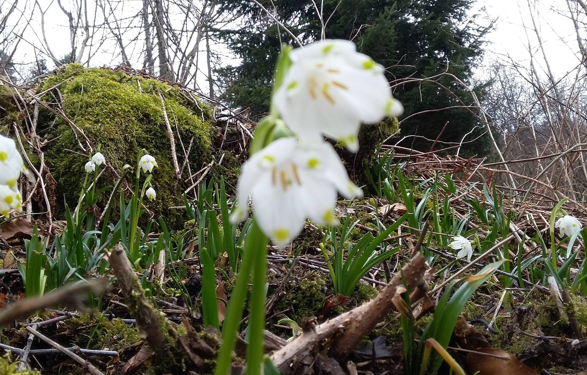petites fleurs si fraiches !