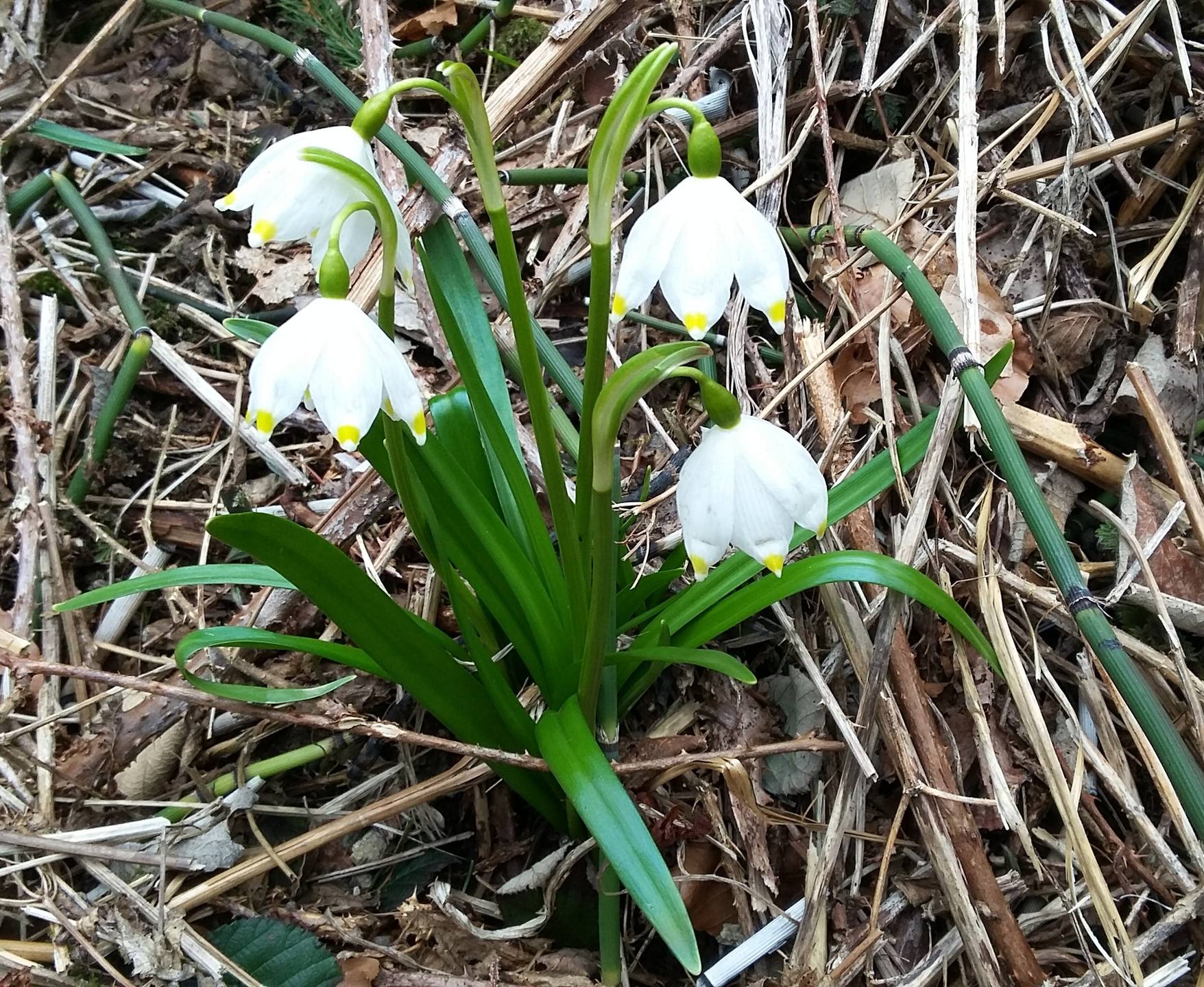 Jolie Nivéole de printemps, que l'on appelle chez nous des perces neige.