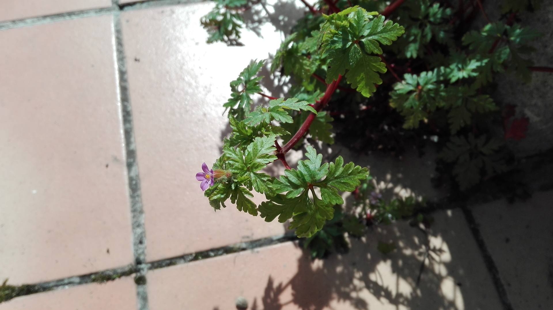 Plante inconnue dont on peut voir les fleurs.