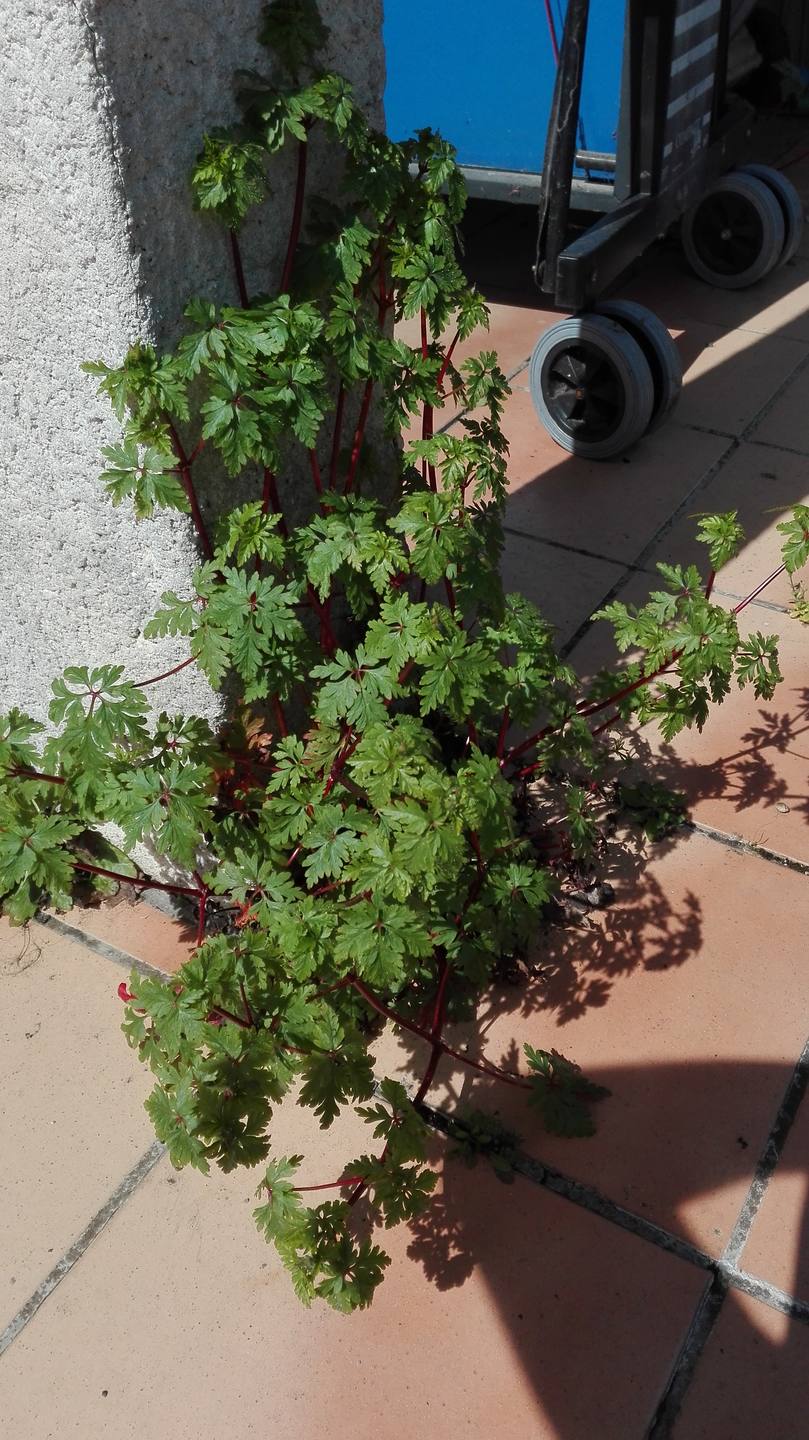"mauvaise herbe" qui pousse dans mon jardin. A réussi à passer à travers les carreaux.