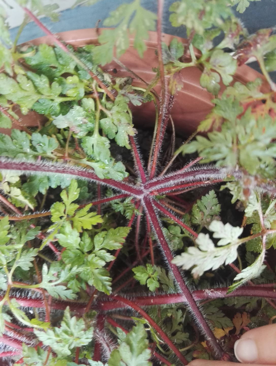 Geranium robertianum