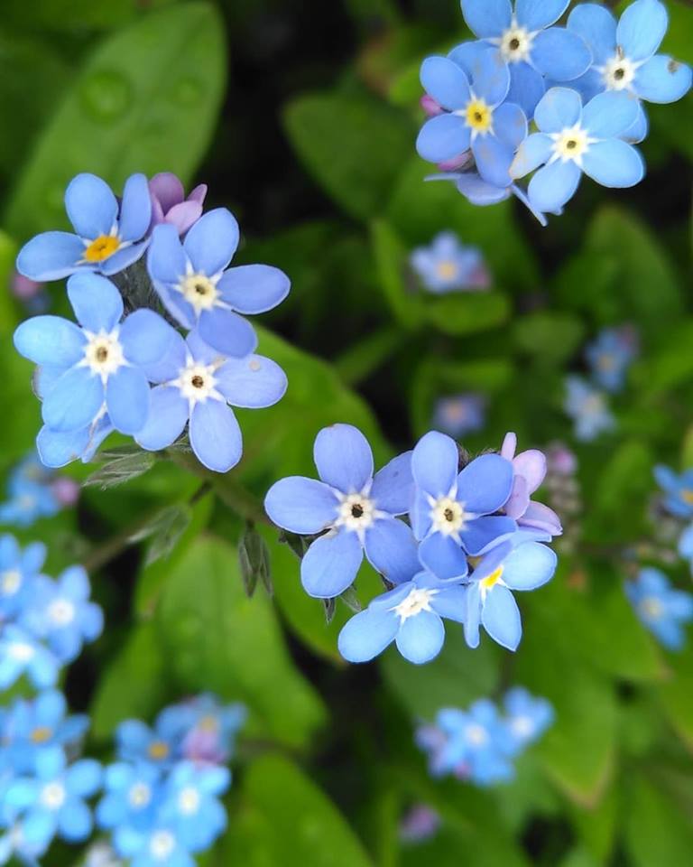 Myosotis de Brest