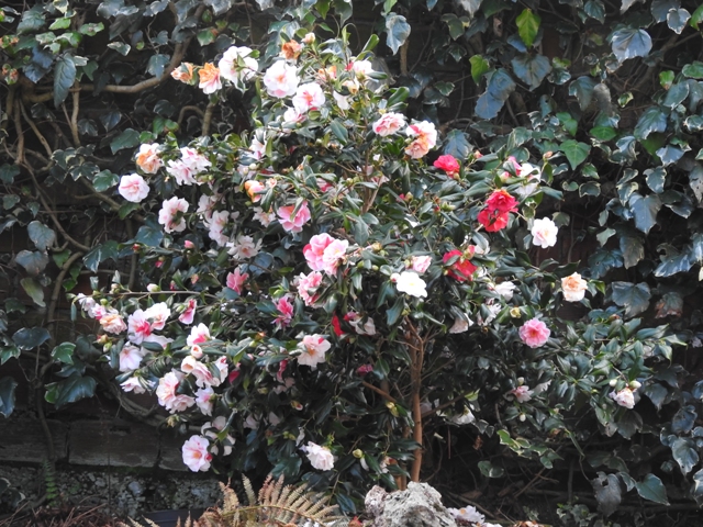 Le camellia