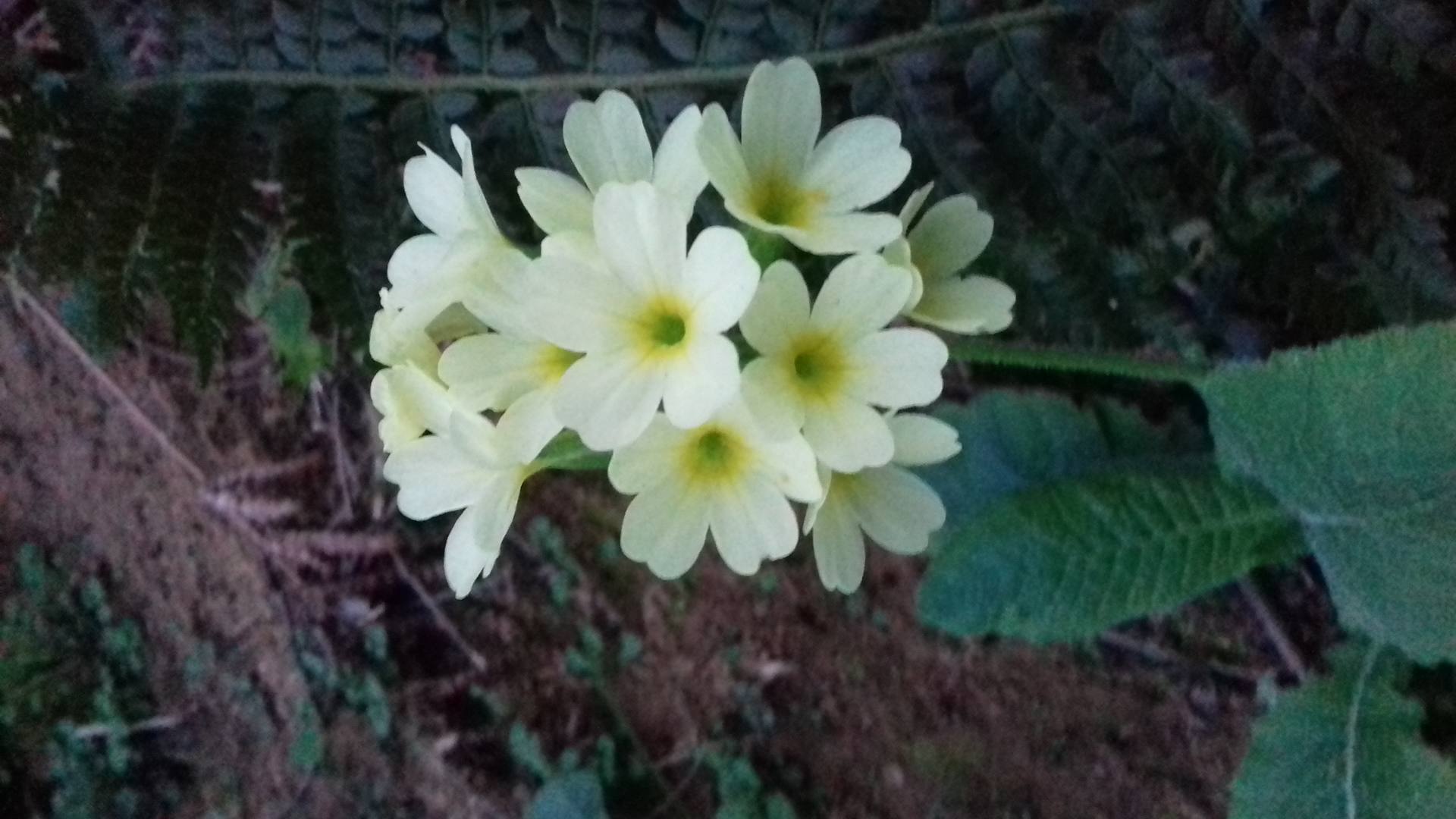 plante à fleurs blanches non composées. Elles ont chacune 5 lobes partant toute du même point. les pétales sont soudés entre eux. Les feuilles sont simples et à la base de la plante..
