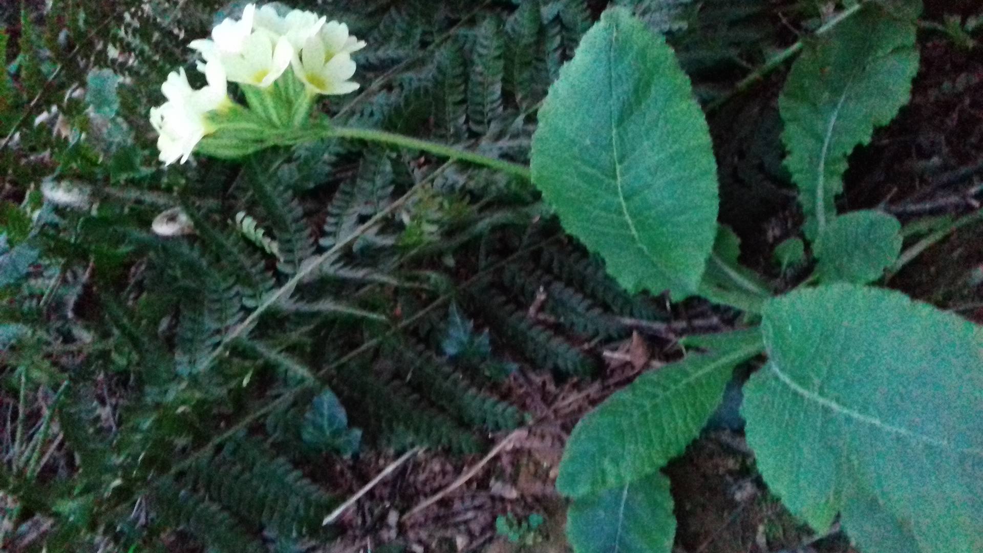 plante à fleurs blanches non composées. Elles ont chacune 5 lobes partant toute du même point. les pétales sont soudés entre eux.  Les feuilles sont simples et à la base de la plante..