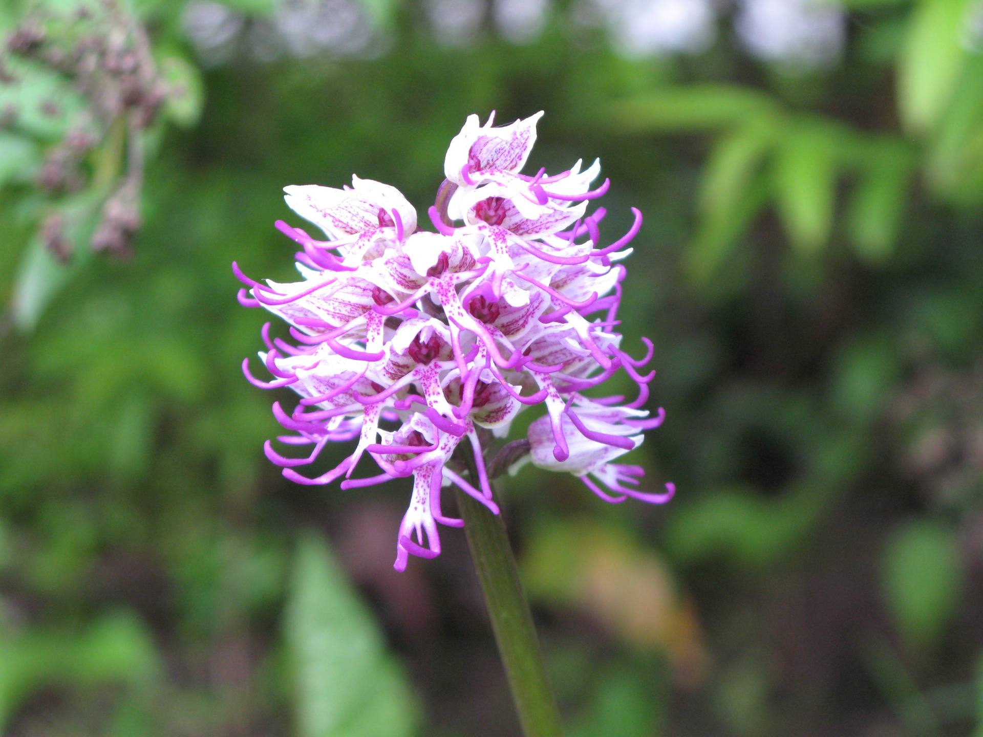 orchis simia mi-mai