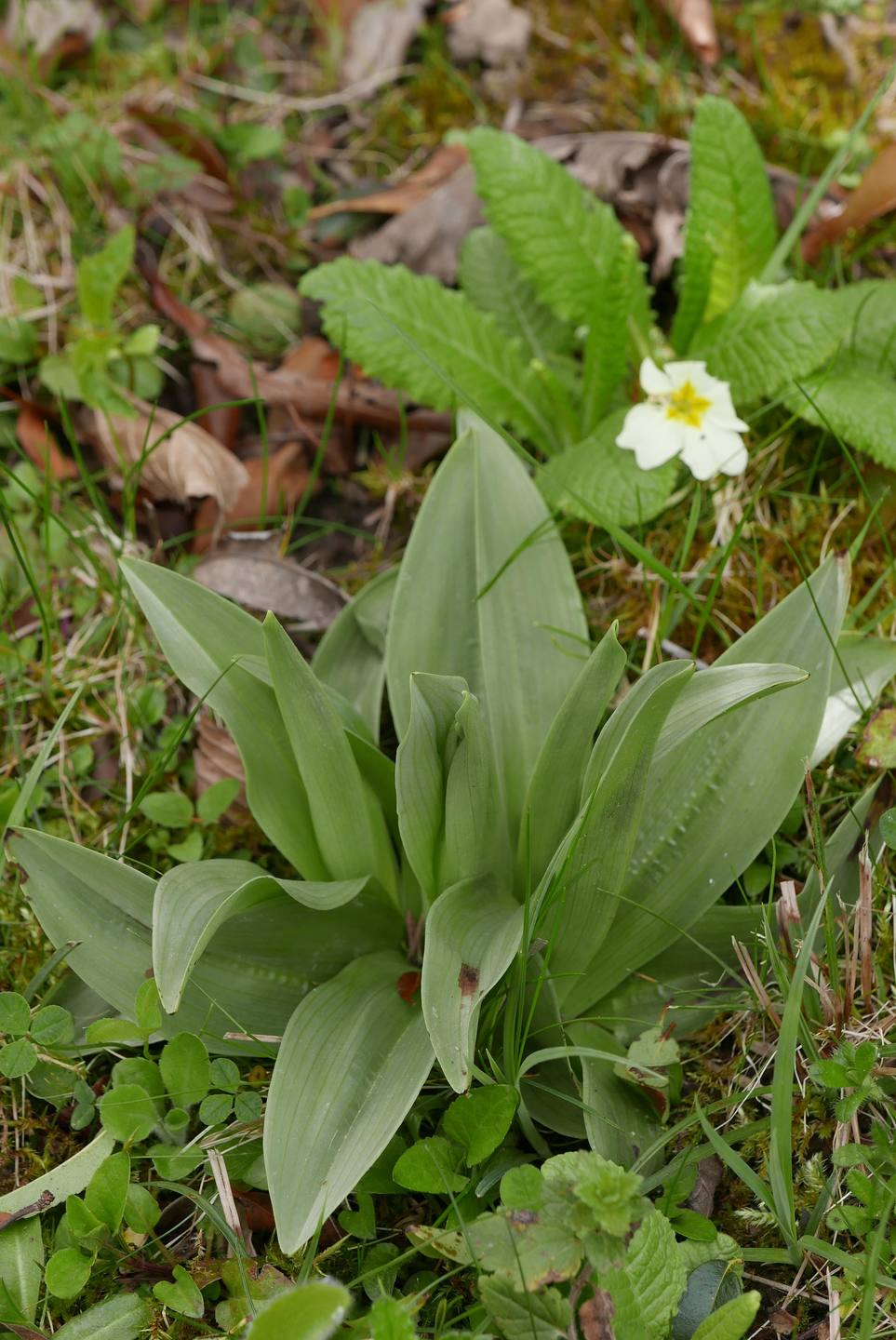 orchis simia mi-avril