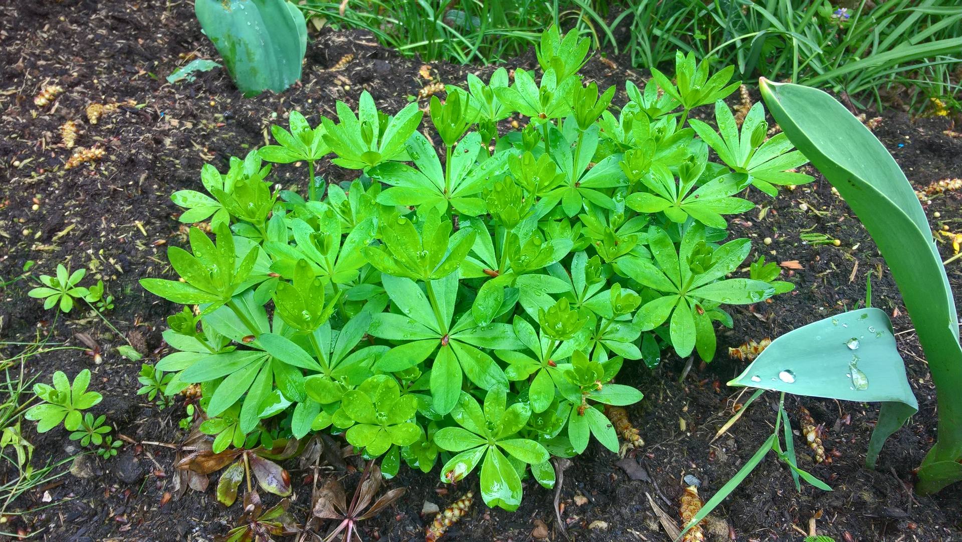 Touffe d'aspérule odorante