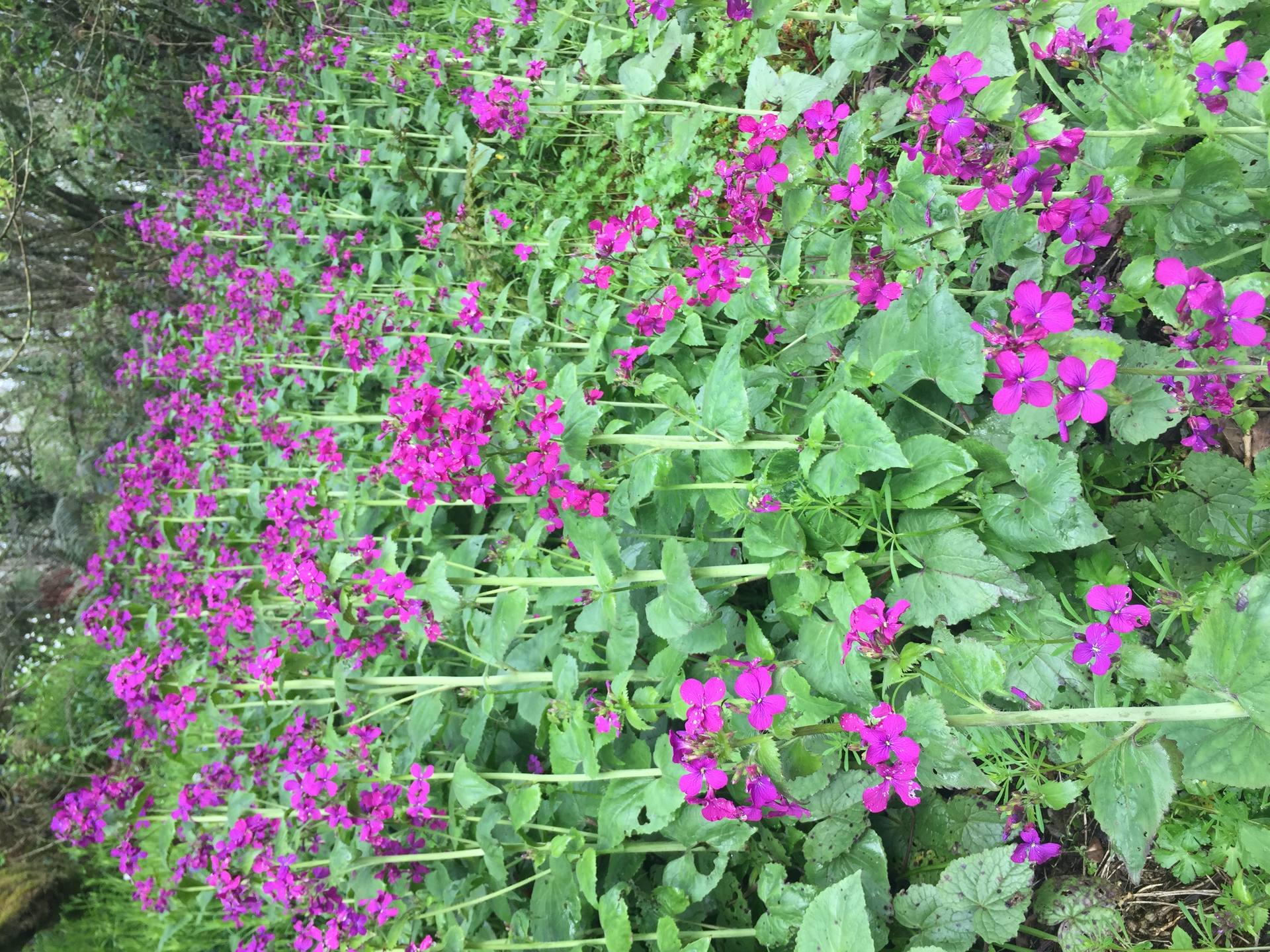 sol couvert de lunaires annuelles en fleur