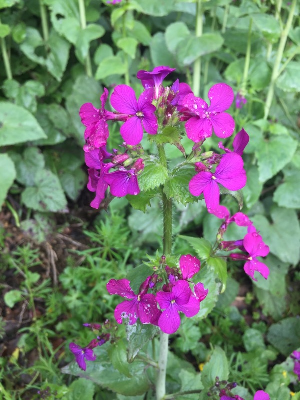 lunaire annuelle en fleur