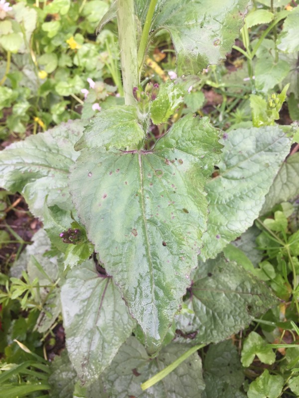 lunaire annuelle - feuille de la base