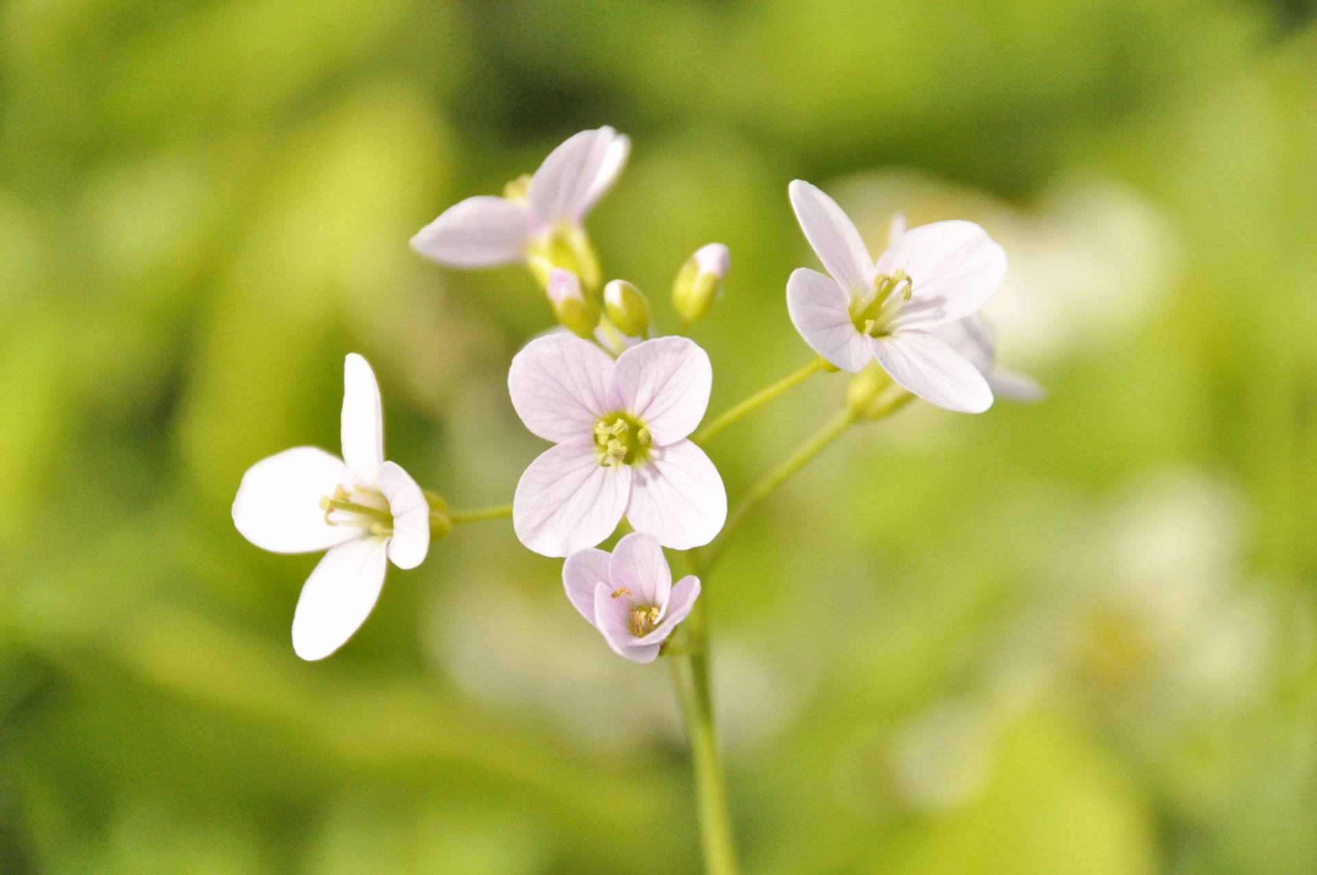 petite fleur multiple rose très pale avec feuilles très échancrées