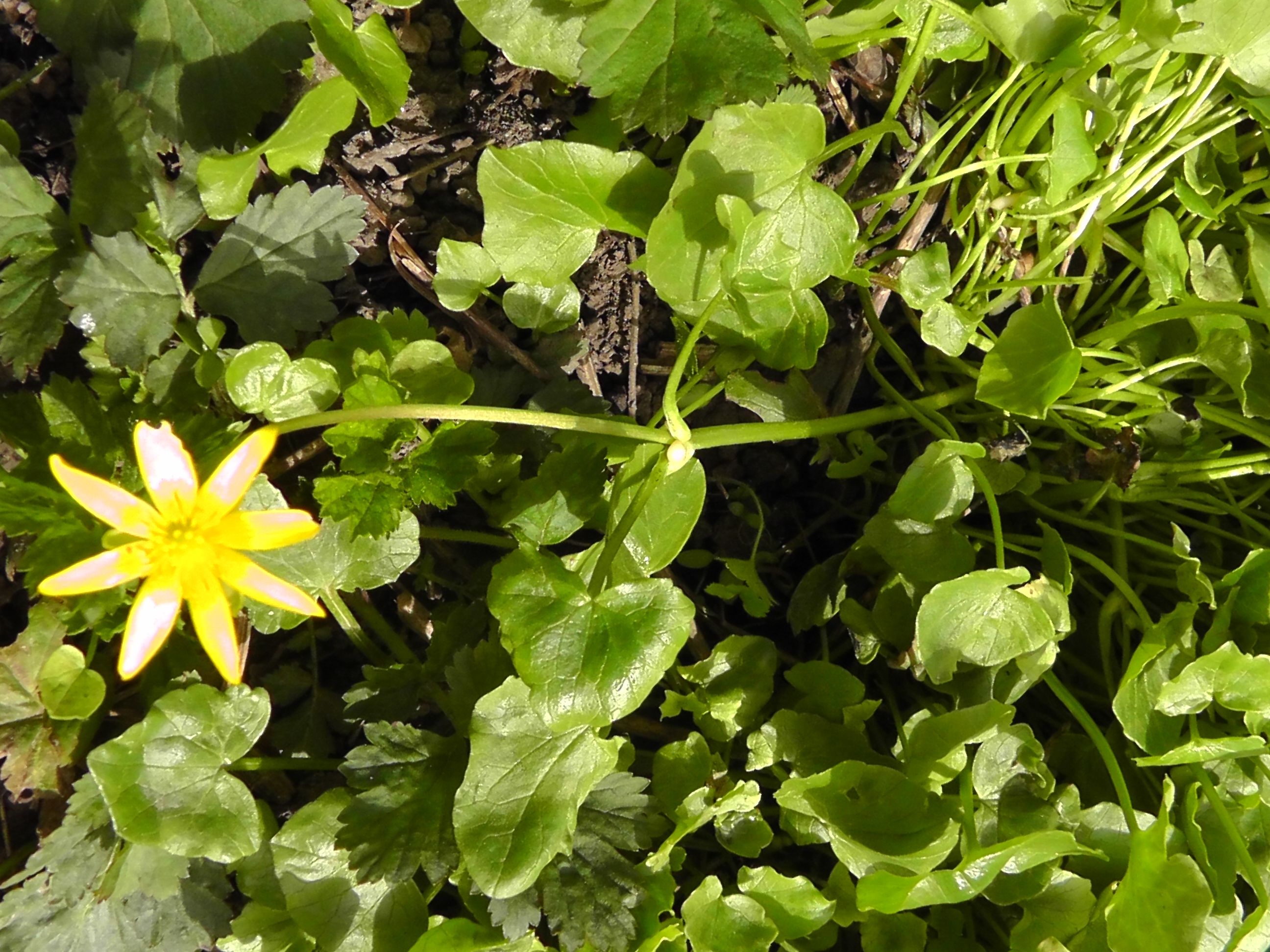 Cette plante est naturelle, elle pousse le long des chemins, sur les talus, au printemps (avril). Elle est petite (pas plus de 10 cm), ses feuilles sont en forme de coeur arrondi. Une seule fleur jaune par pied. Celle-cia 8 pétales sur une tige assez long par rapport à la taille de la plante. Elle a été photographiée en Alsace (F) près de Strasbourg le long d'un chemin. Son nom ne m'est pas connu (pas trouvé par internet)