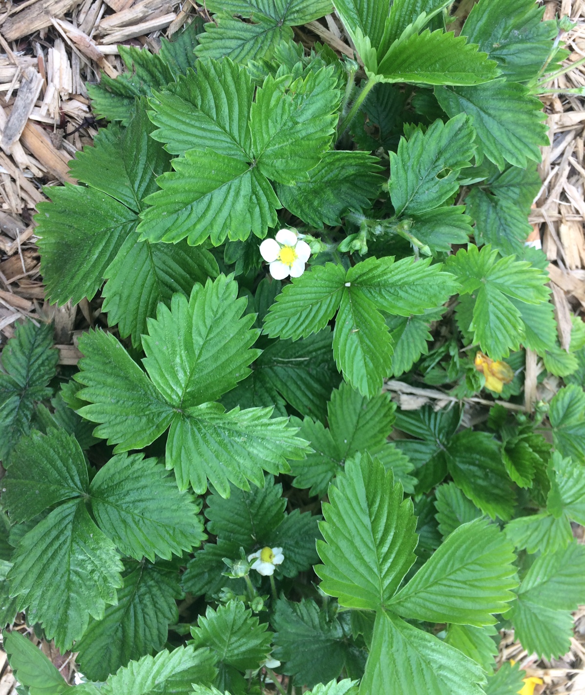 vue d'ensemble de la plante - fleur blanche et jaune -feuille verte dentelée
