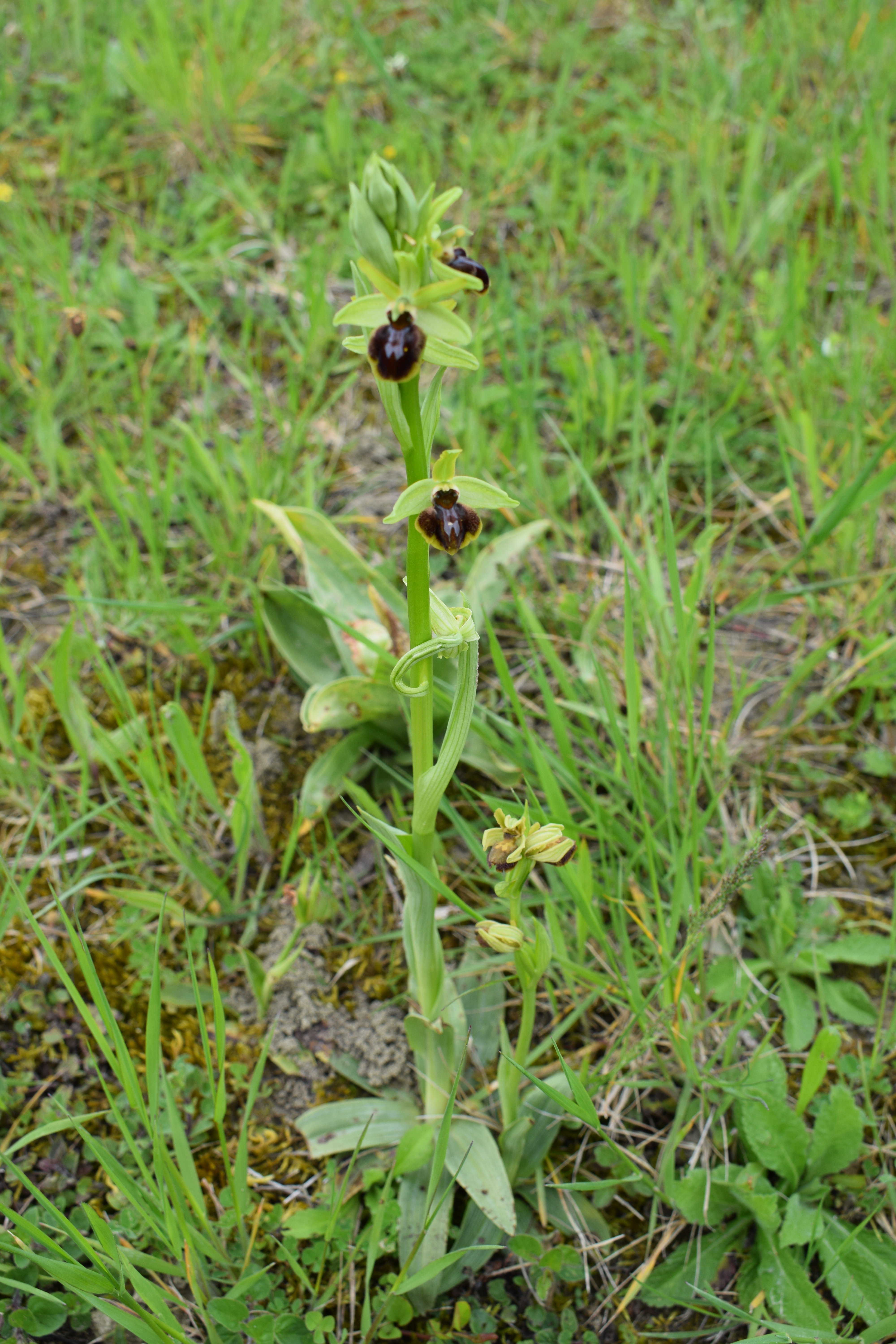 ophrys petite araignée