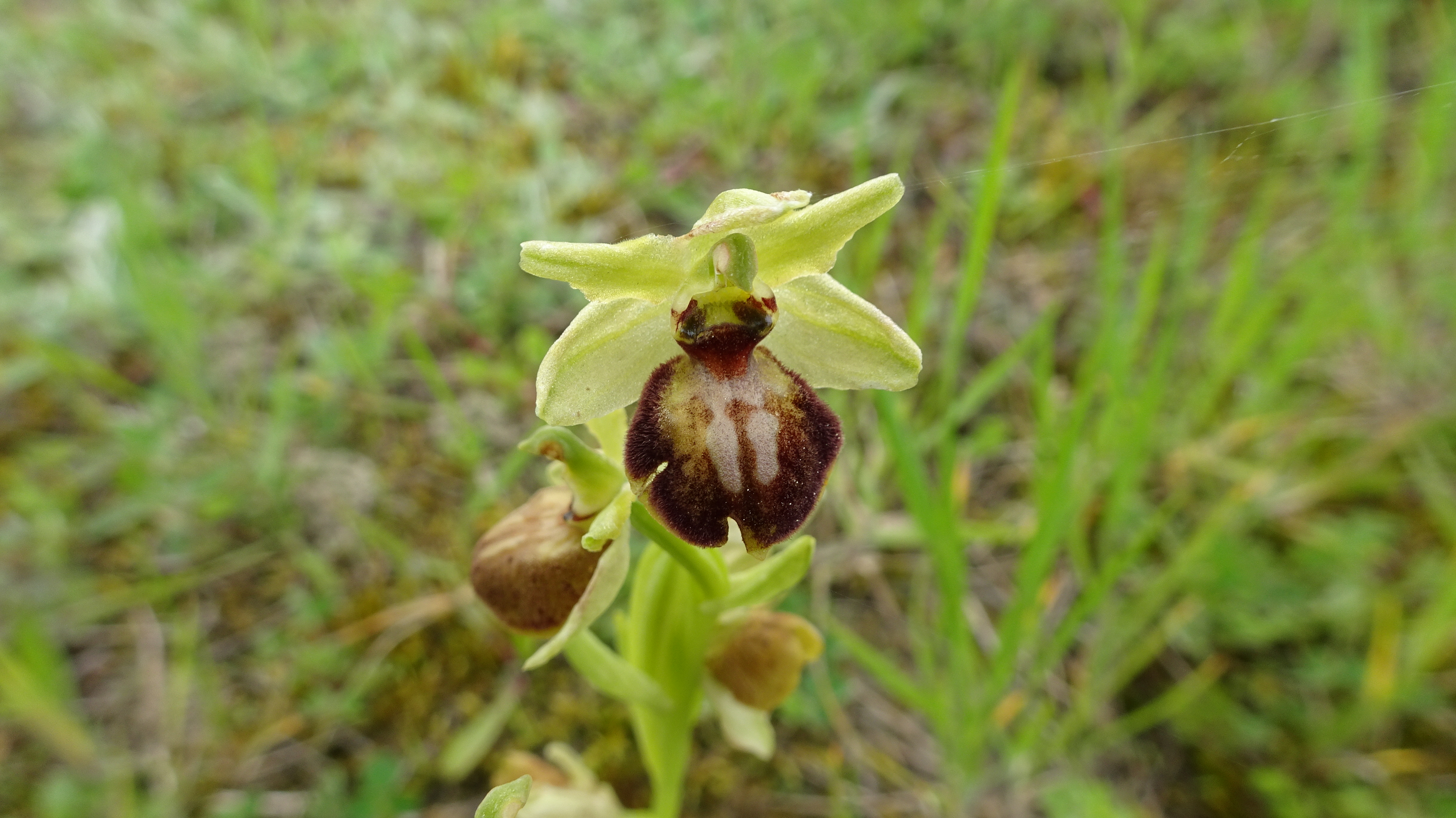 ophrys petite araignée