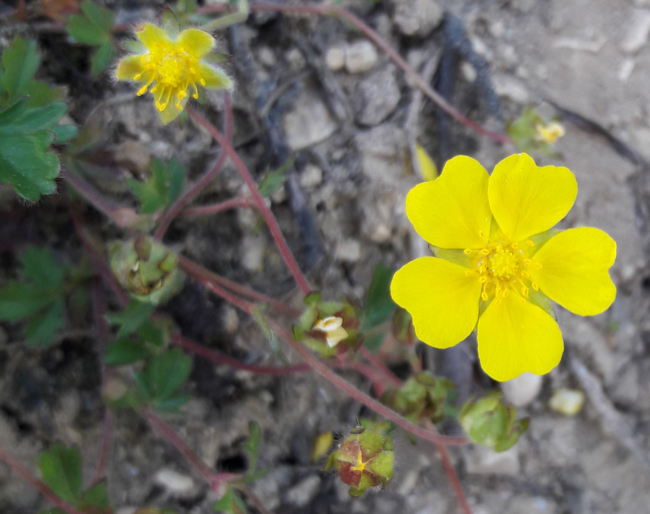 fleur de potentille printannière