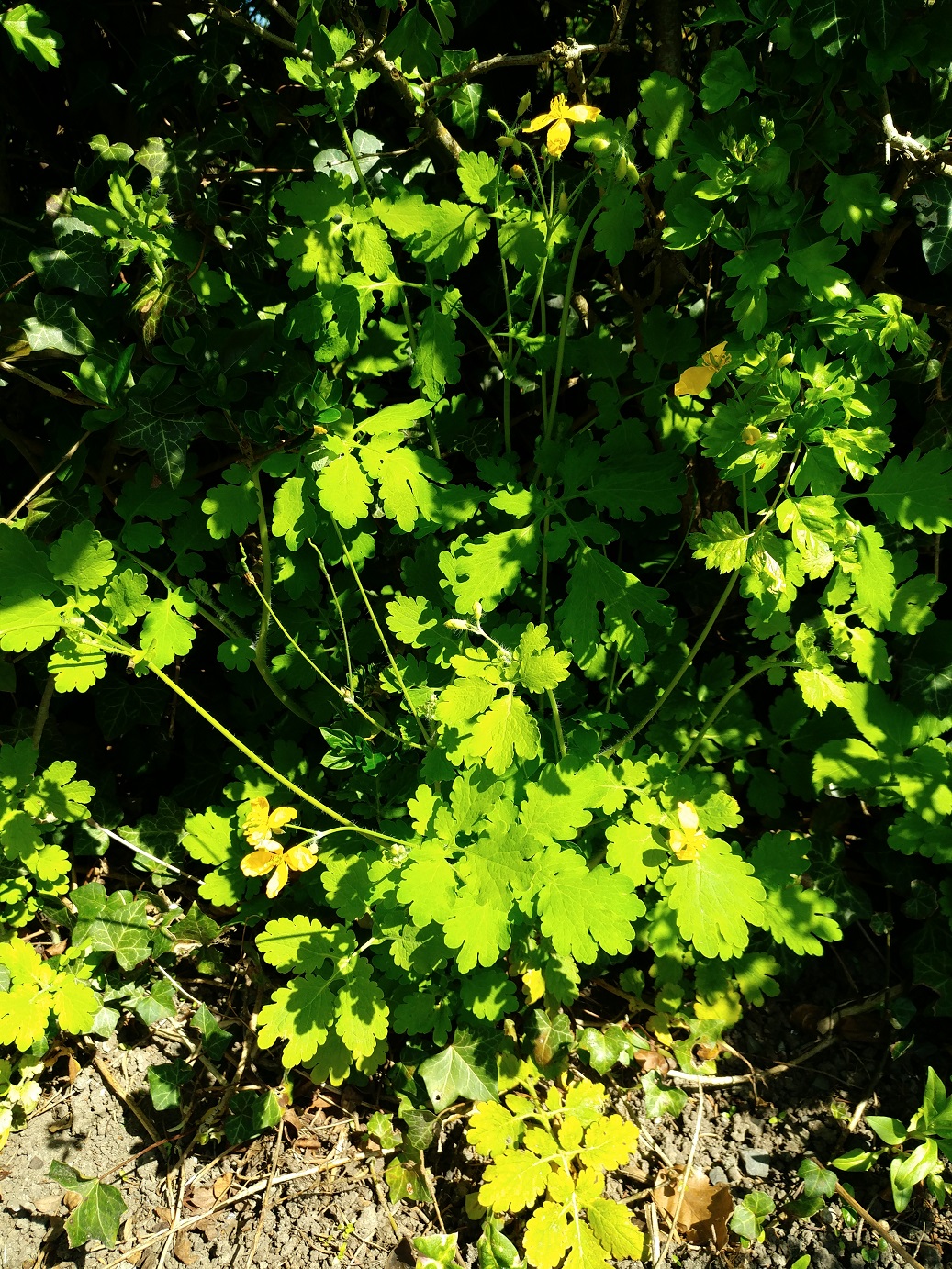 Chélidoine ensemble