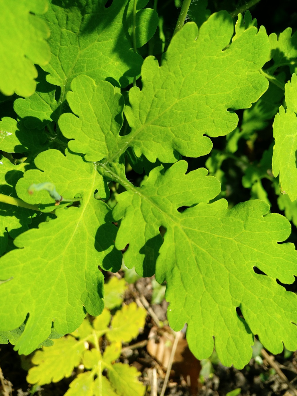 Chélidoine feuille