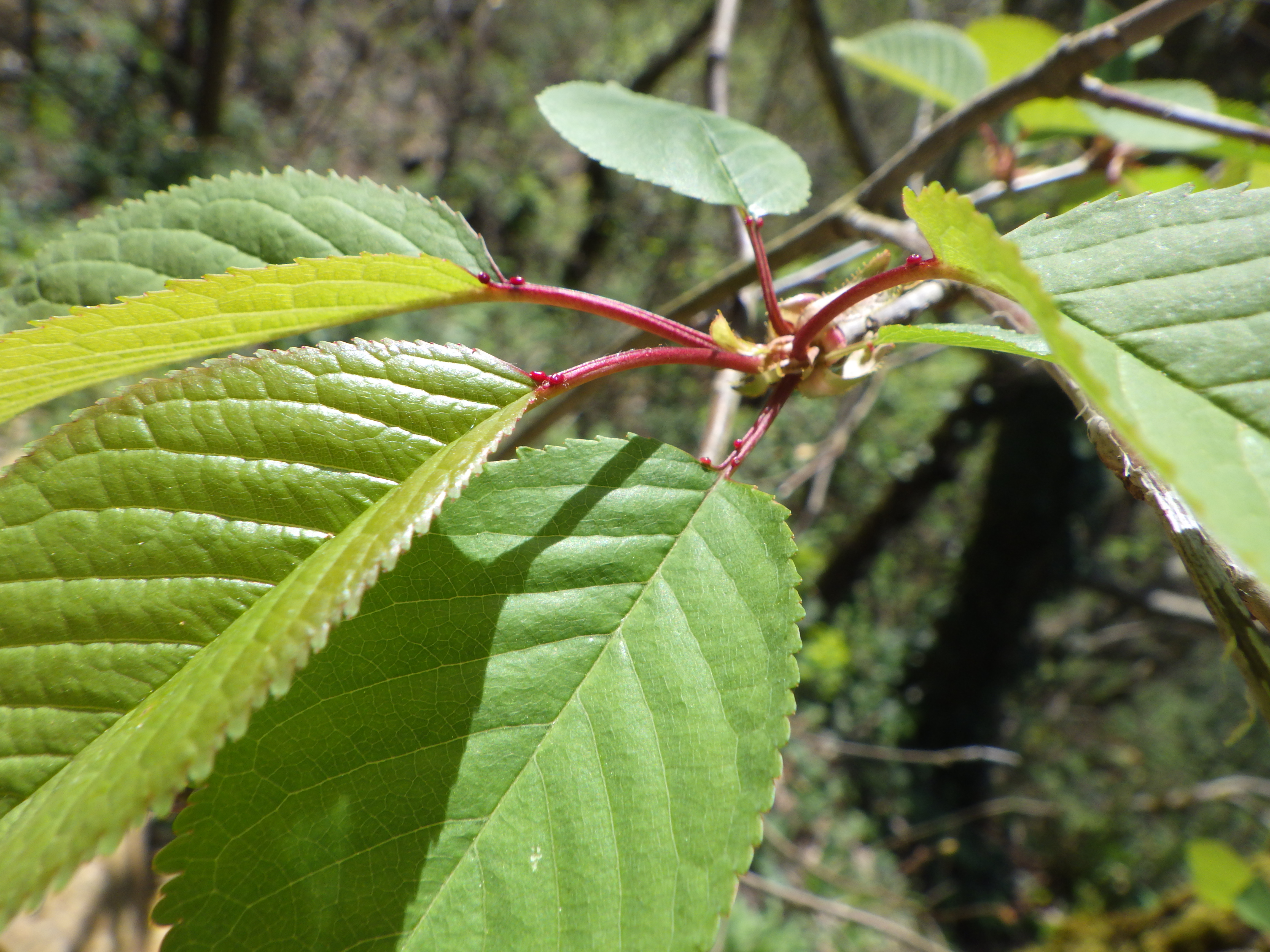 les glandes nectariferes ? du merisier des oiseaux