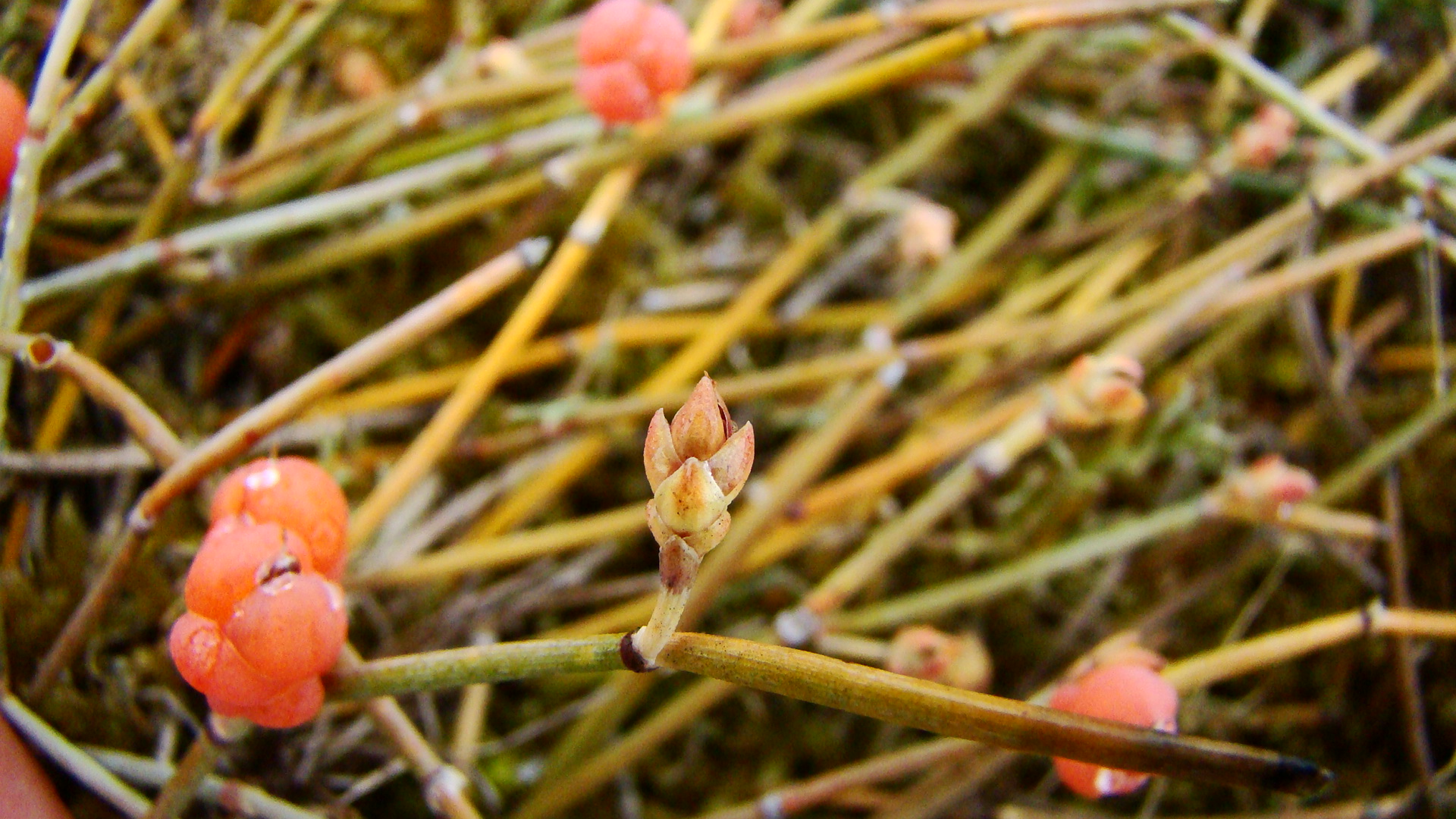 branche et bourgeons