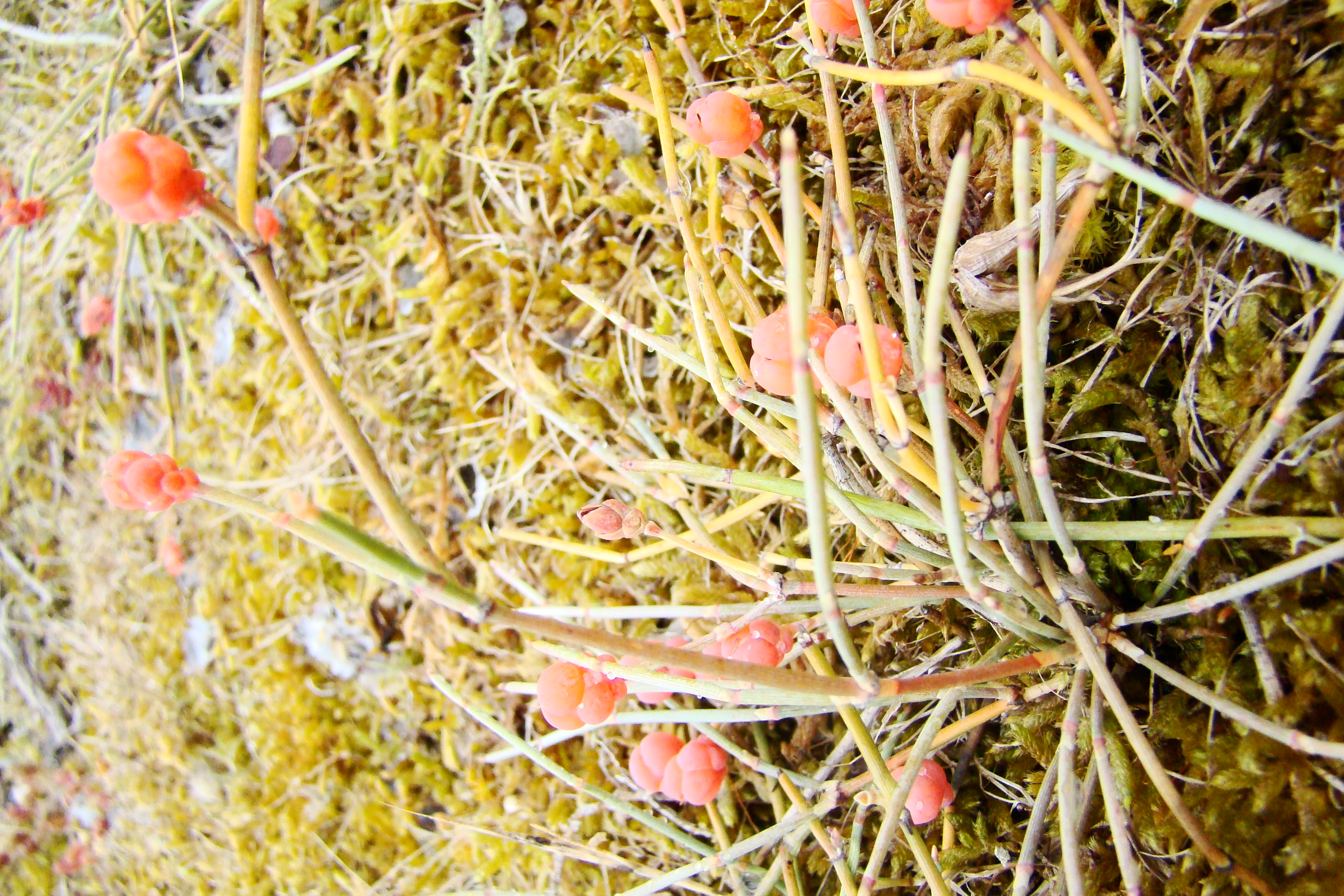 branche et bourgeons