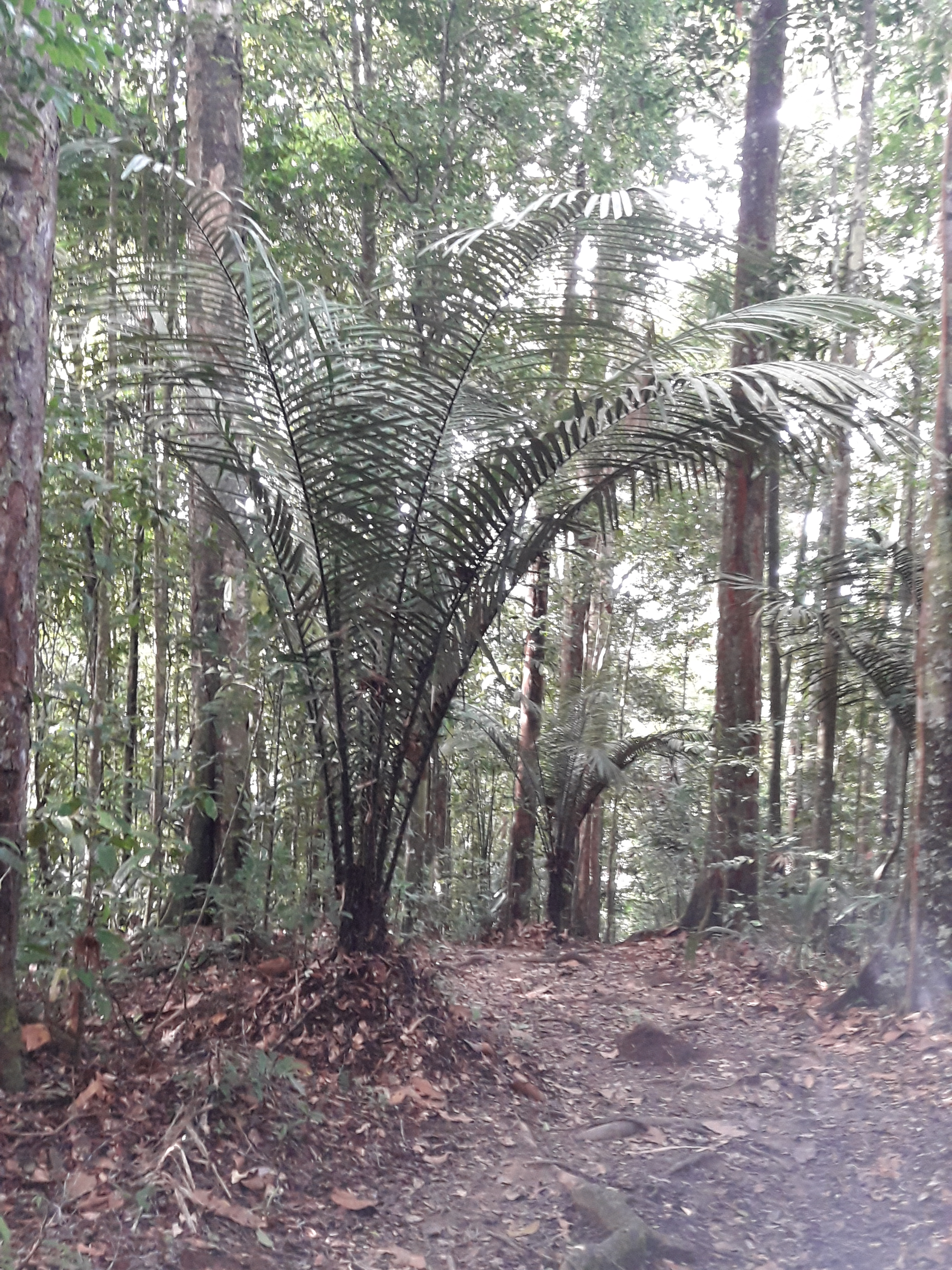 Mourou-mourou vue globale